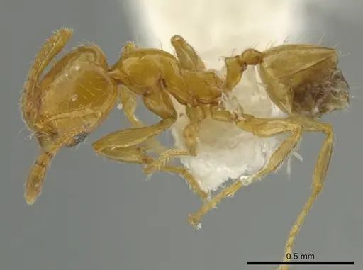 Pheidole pygmaea specimen CASENT0645857 image casent0645857_3
