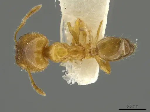 Pheidole pygmaea specimen JTLC000016503 image jtlc000016503_1