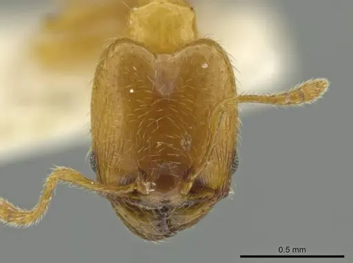 Pheidole pygmaea specimen JTLC000016503 image jtlc000016503_2