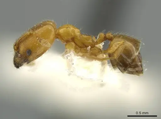Pheidole pygmaea specimen JTLC000016503 image jtlc000016503_3