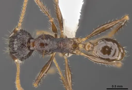 Pheidole quadrensis specimen ANTWEB1008109 image antweb1008109_1