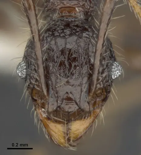 Pheidole quadrensis specimen ANTWEB1008109 image antweb1008109_2