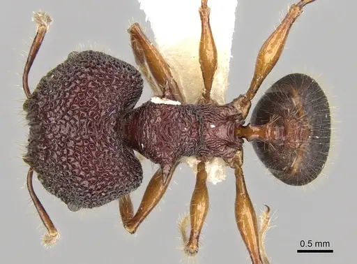 Pheidole quadrensis specimen CASENT0281630 image casent0281630_1