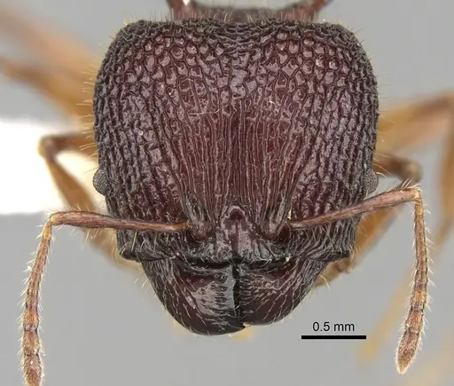 Pheidole quadrensis specimen CASENT0281630 image casent0281630_2