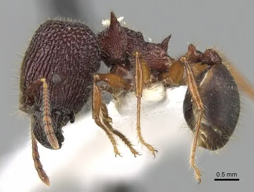 Pheidole quadrensis specimen CASENT0281630 image casent0281630_3