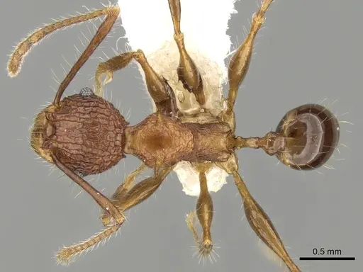 Pheidole quadrensis specimen CASENT0281631 image casent0281631_1