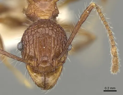 Pheidole quadrensis specimen CASENT0281631 image casent0281631_2