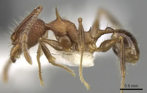 Pheidole quadrensis specimen CASENT0281631 image casent0281631_3