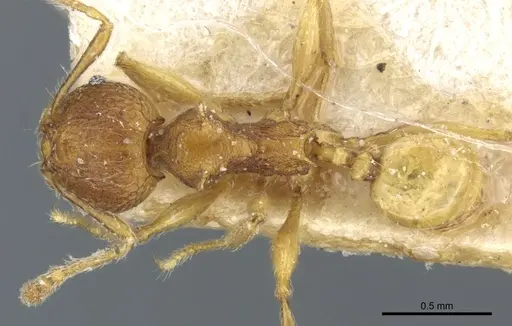 Pheidole quadrensis specimen CASENT0904266 image casent0904266_1