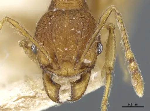 Pheidole quadrensis specimen CASENT0904266 image casent0904266_2