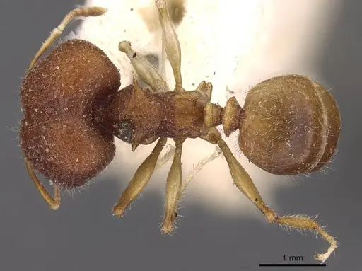 Pheidole quadrensis specimen CASENT0907768 image casent0907768_1