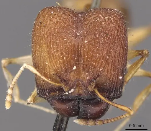 Pheidole quadrensis specimen CASENT0907768 image casent0907768_2