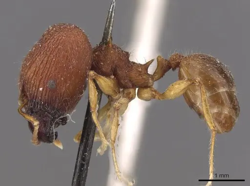 Pheidole quadrensis specimen CASENT0907768 image casent0907768_3