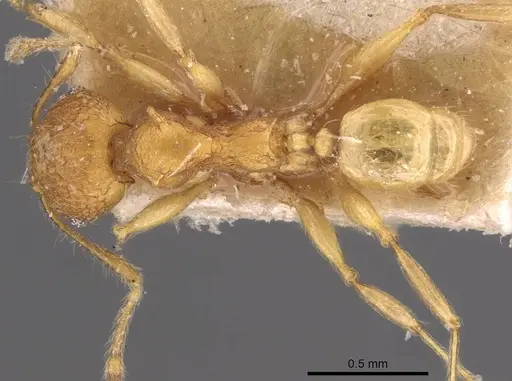Pheidole quadrensis specimen CASENT0907769 image casent0907769_1