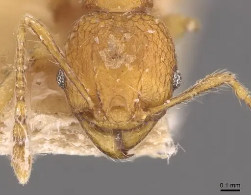 Pheidole quadrensis specimen CASENT0907769 image casent0907769_2