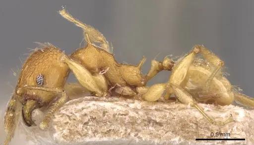 Pheidole quadrensis specimen CASENT0907769 image casent0907769_3