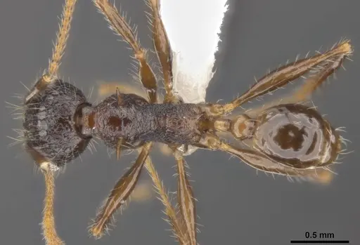 Pheidole quadrensis specimen MCZ-ENT00511505 image mcz-ent00511505_1