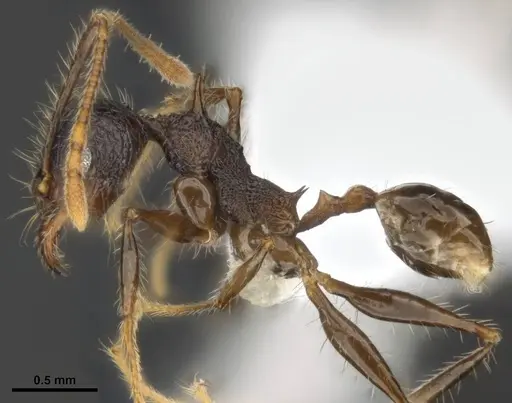 Pheidole quadrensis specimen MCZ-ENT00511505 image mcz-ent00511505_4