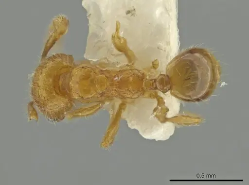 Pheidole quadriceps specimen JTLC000016504 image jtlc000016504_1