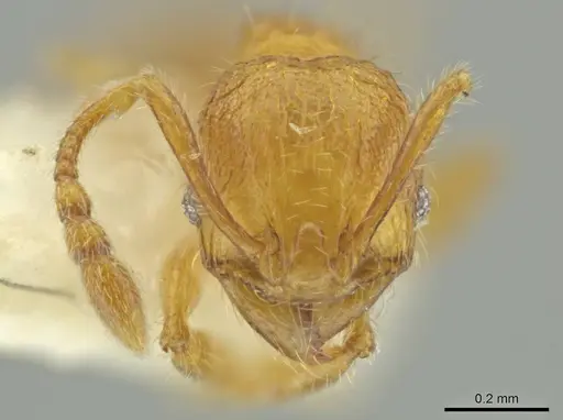 Pheidole quadriceps specimen JTLC000016504 image jtlc000016504_2