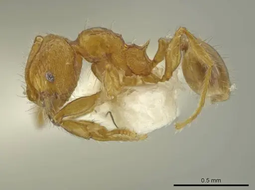 Pheidole quadriceps specimen JTLC000016504 image jtlc000016504_3