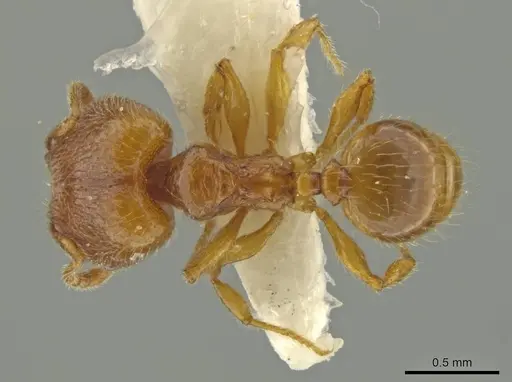 Pheidole quadriceps specimen JTLC000016505 image jtlc000016505_1