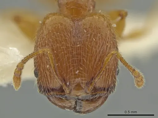 Pheidole quadriceps specimen JTLC000016505 image jtlc000016505_2