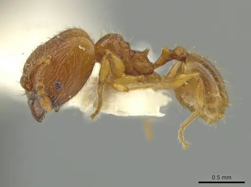 Pheidole quadriceps specimen JTLC000016505 image jtlc000016505_3