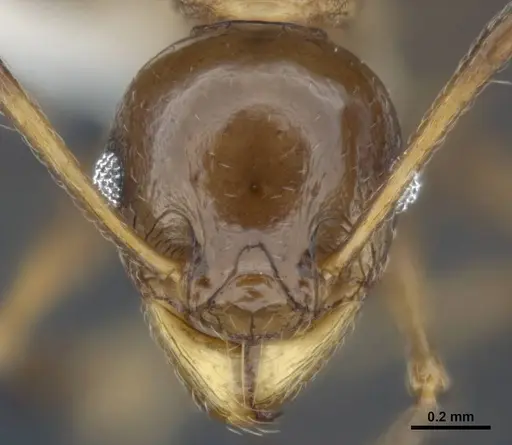 Pheidole quadricuspis specimen ANTWEB1008110 image antweb1008110_2