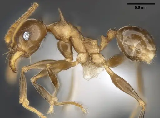 Pheidole quadricuspis specimen ANTWEB1008110 image antweb1008110_4