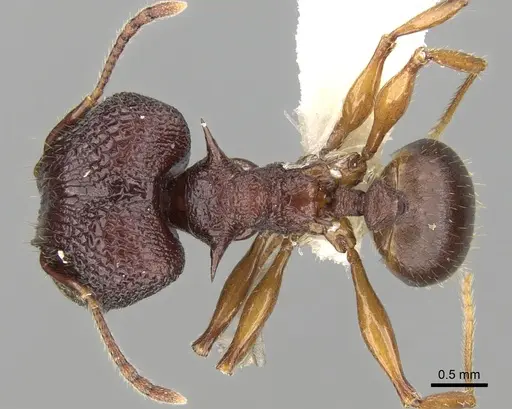Pheidole quadricuspis specimen CASENT0281628 image casent0281628_1