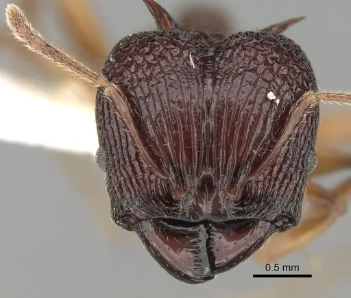 Pheidole quadricuspis specimen CASENT0281628 image casent0281628_2
