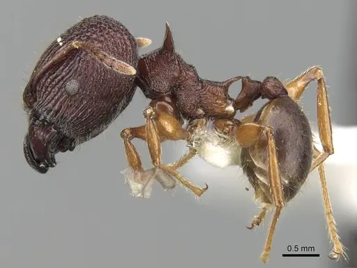 Pheidole quadricuspis specimen CASENT0281628 image casent0281628_3