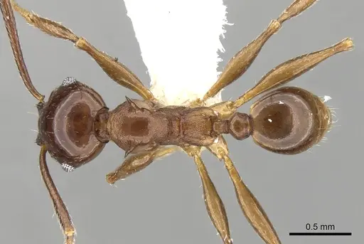 Pheidole quadricuspis specimen CASENT0281629 image casent0281629_1