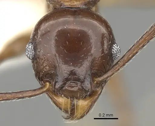 Pheidole quadricuspis specimen CASENT0281629 image casent0281629_2