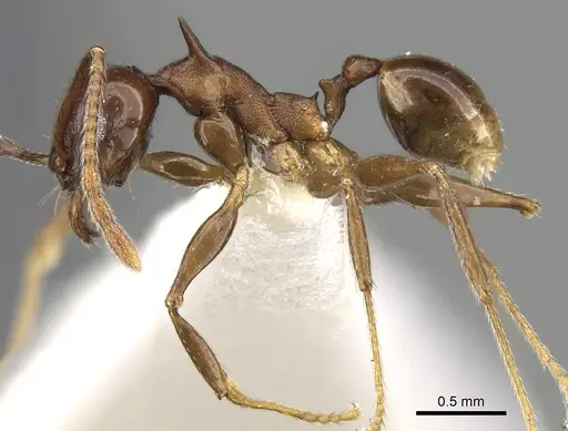 Pheidole quadricuspis specimen CASENT0281629 image casent0281629_3