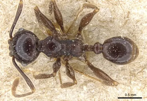 Pheidole quadricuspis specimen CASENT0904267 image casent0904267_1