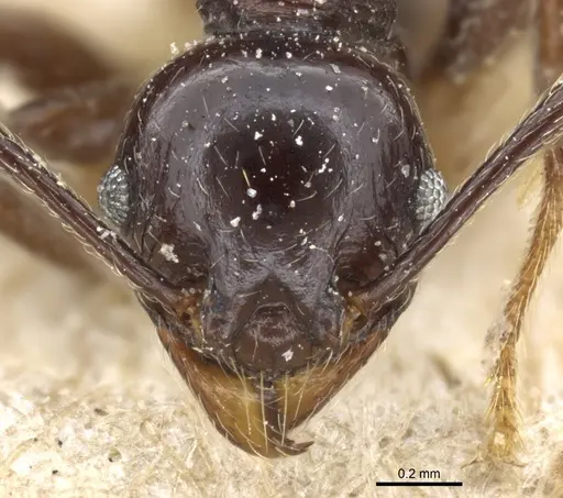 Pheidole quadricuspis specimen CASENT0904267 image casent0904267_2