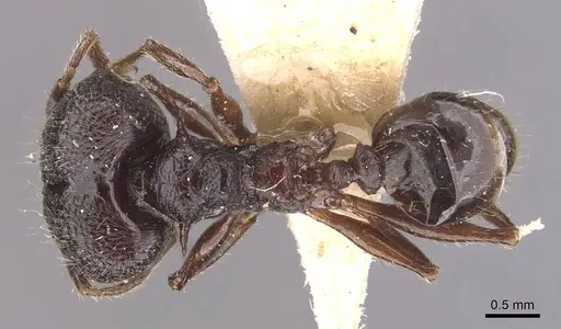 Pheidole quadricuspis specimen CASENT0905766 image casent0905766_1