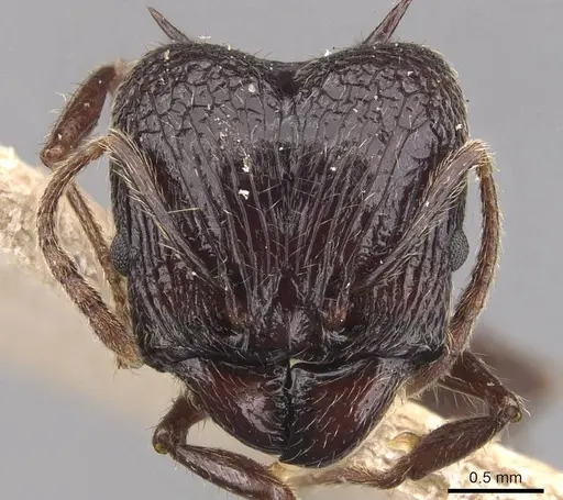 Pheidole quadricuspis specimen CASENT0905766 image casent0905766_2