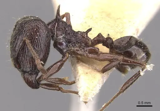 Pheidole quadricuspis specimen CASENT0905766 image casent0905766_3