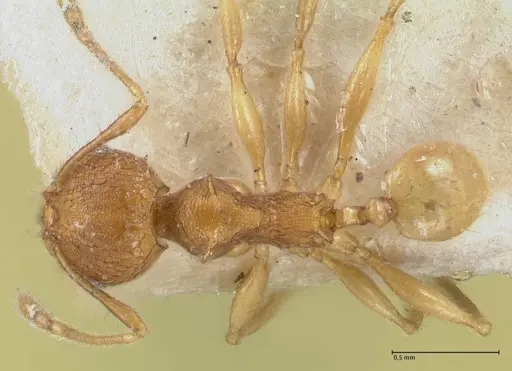 Pheidole quadricuspis specimen FOCOL1565 image focol1565_1