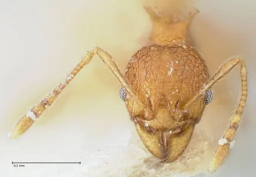 Pheidole quadricuspis specimen FOCOL1565 image focol1565_2