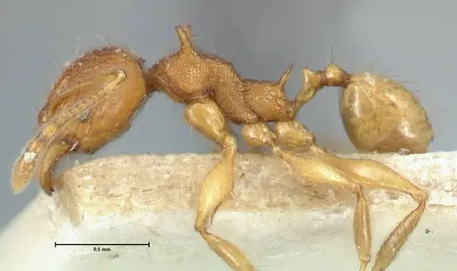 Pheidole quadricuspis specimen FOCOL1565 image focol1565_3