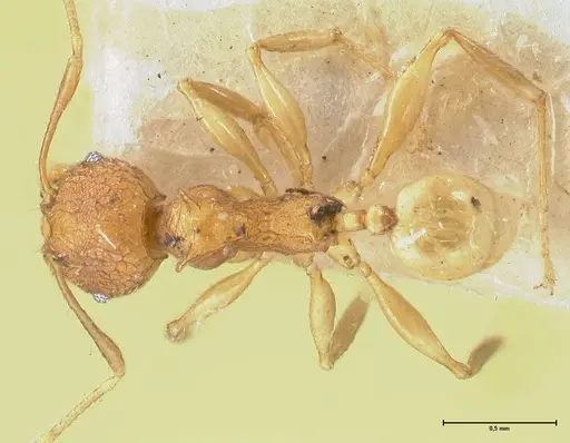 Pheidole quadricuspis specimen FOCOL1566 image focol1566_1