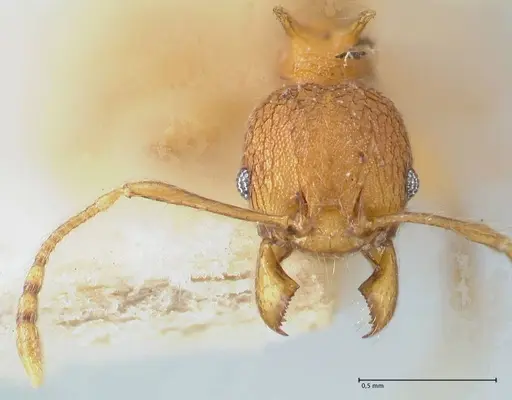 Pheidole quadricuspis specimen FOCOL1566 image focol1566_2