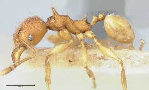 Pheidole quadricuspis specimen FOCOL1566 image focol1566_3