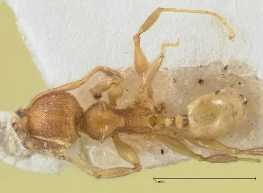 Pheidole quadricuspis specimen FOCOL1567 image focol1567_1