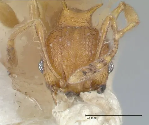 Pheidole quadricuspis specimen FOCOL1567 image focol1567_2