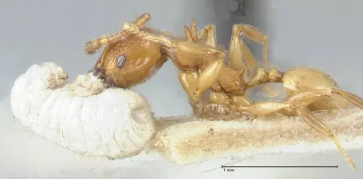 Pheidole quadricuspis specimen FOCOL1567 image focol1567_3